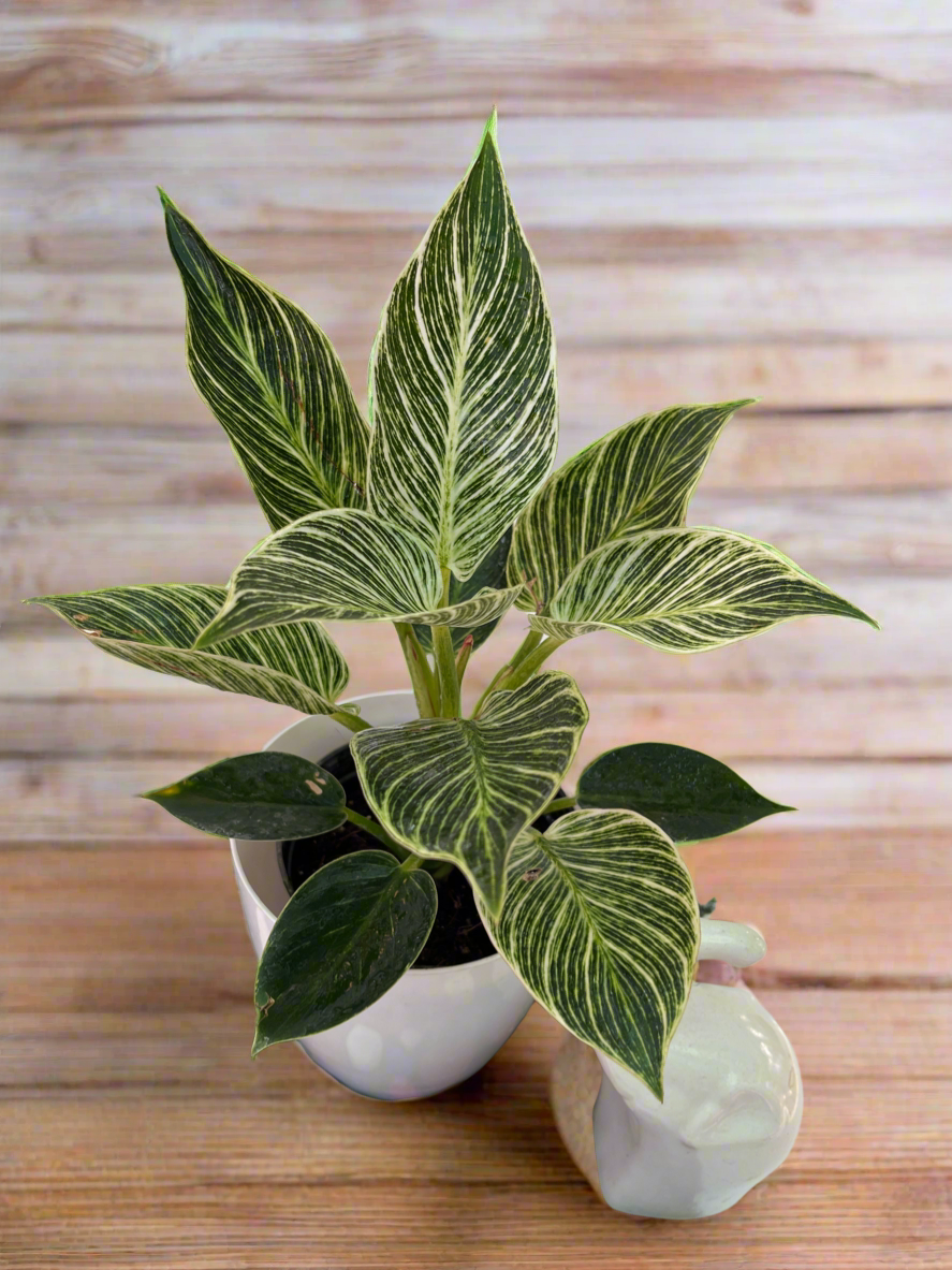 Philodendron Birkin