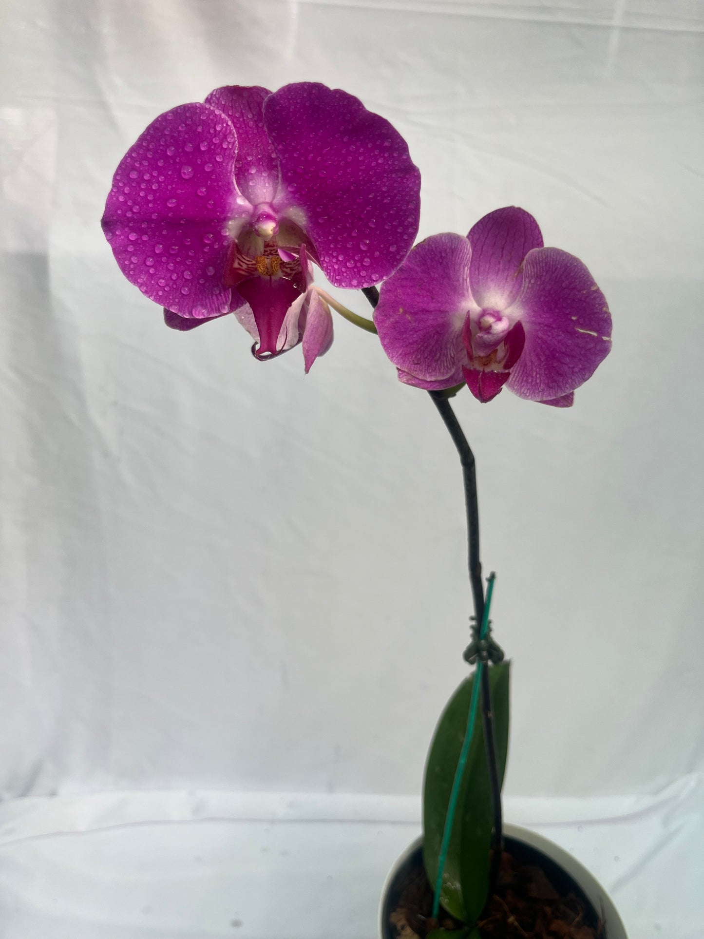 Philonaphsis Orchid