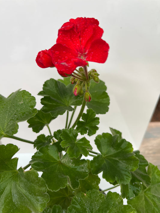 Geranium