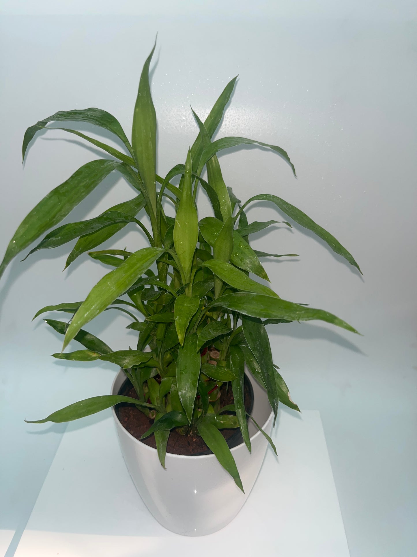Water bamboo
