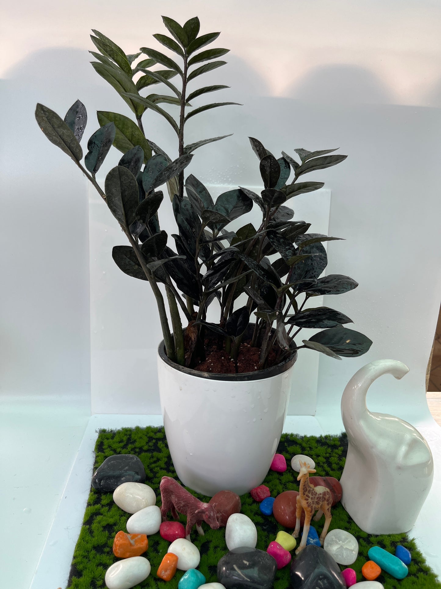 Zamioculcas plant