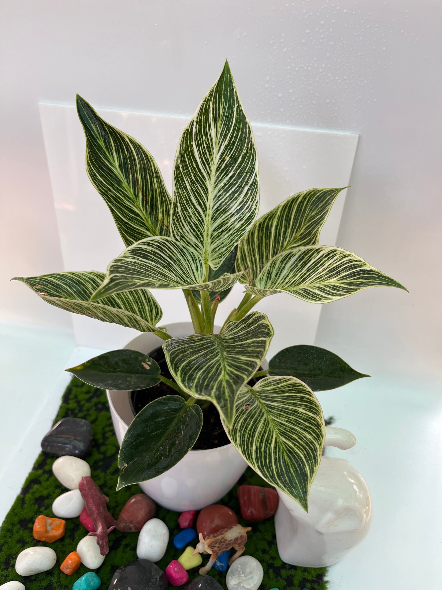 Philodendron Birkin
