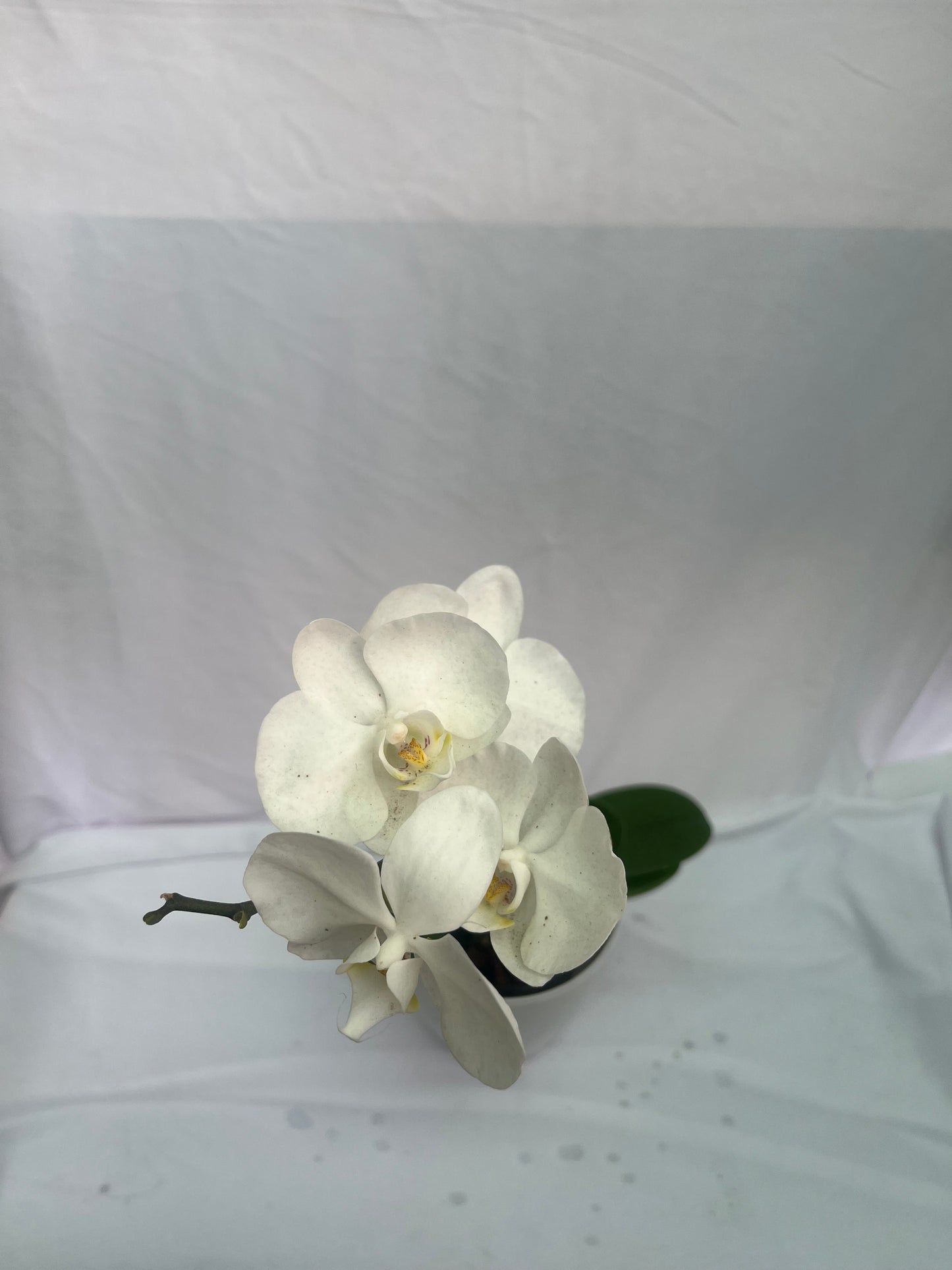 Philonaphsis Orchid