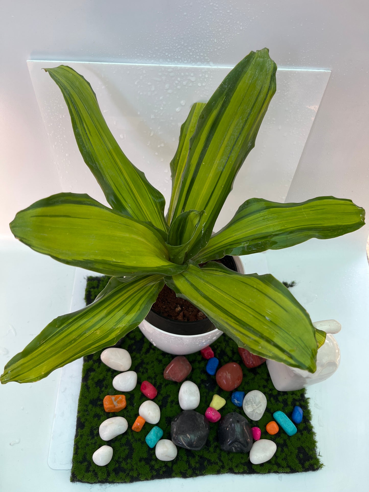 Dracaena Victoria