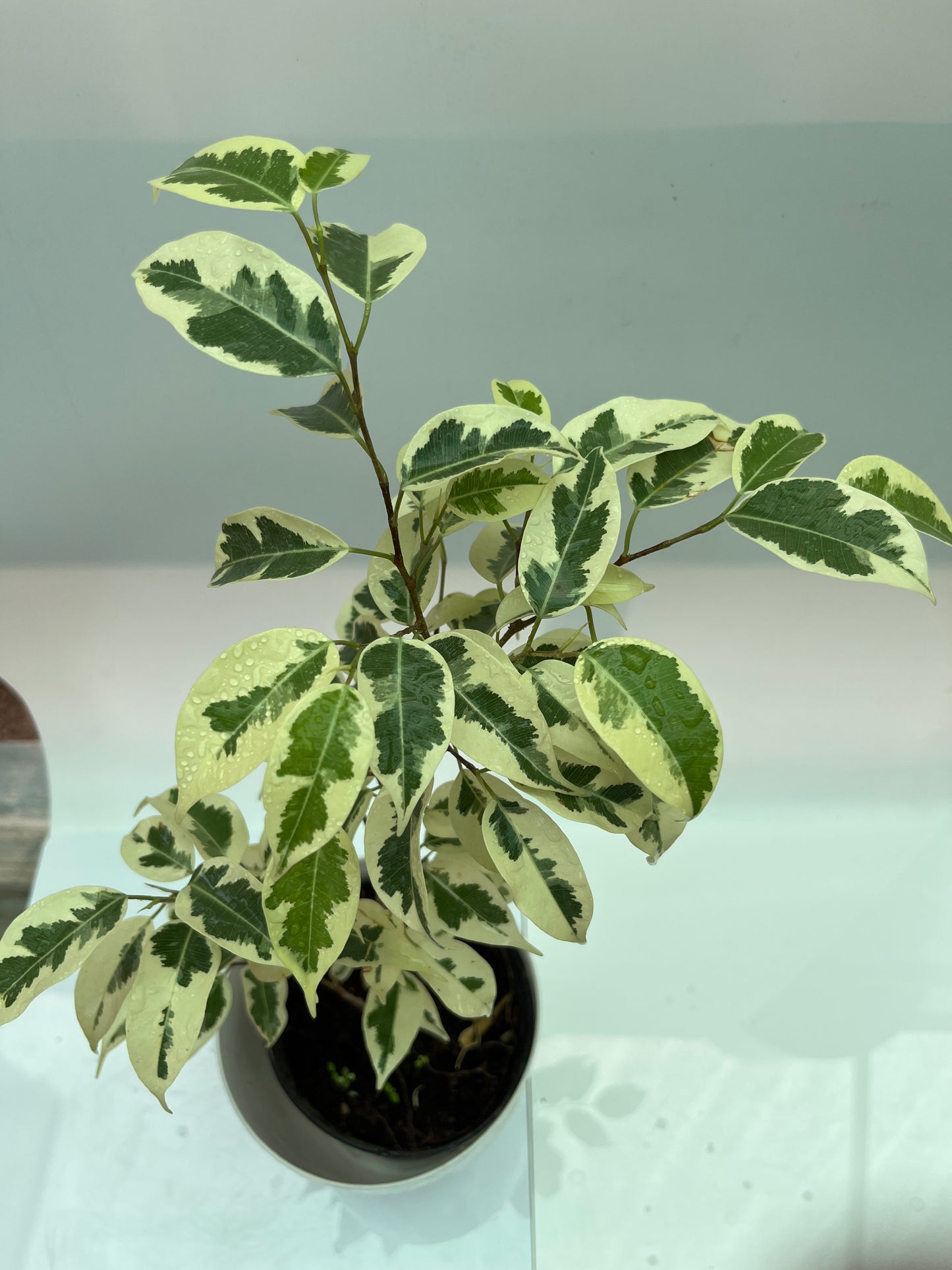 Ficus Lutetia