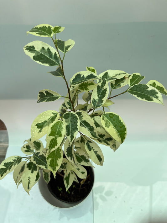 Ficus Lutetia
