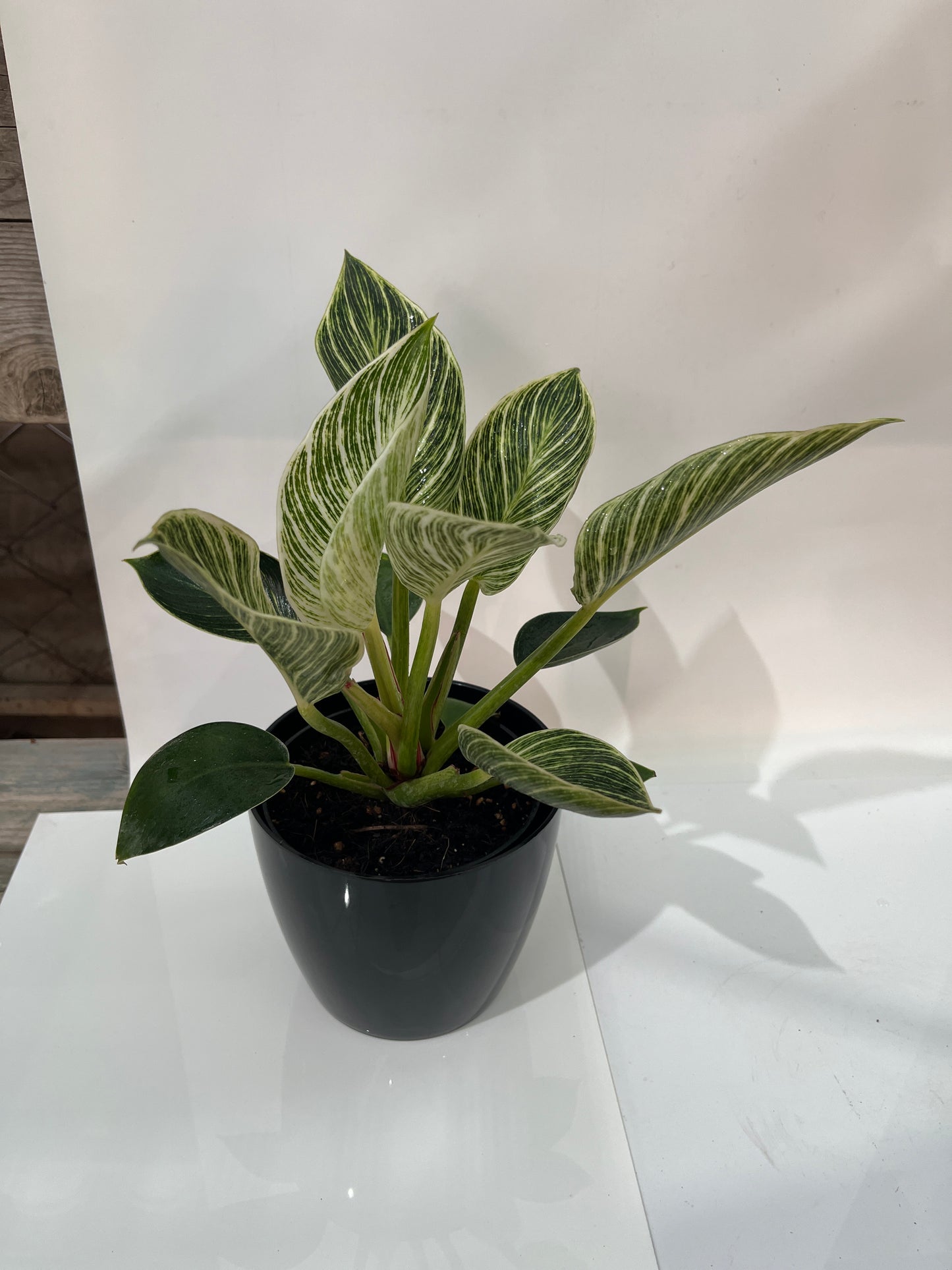 Philodendron Birmingham’s