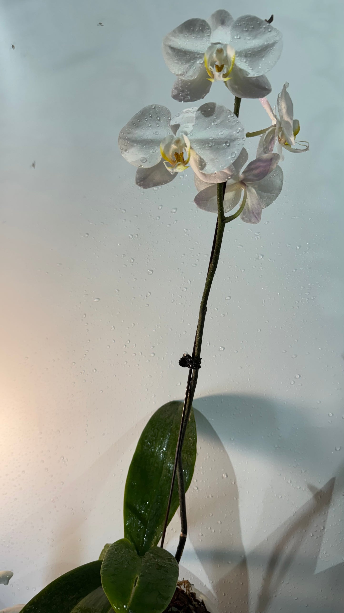 Orchids White