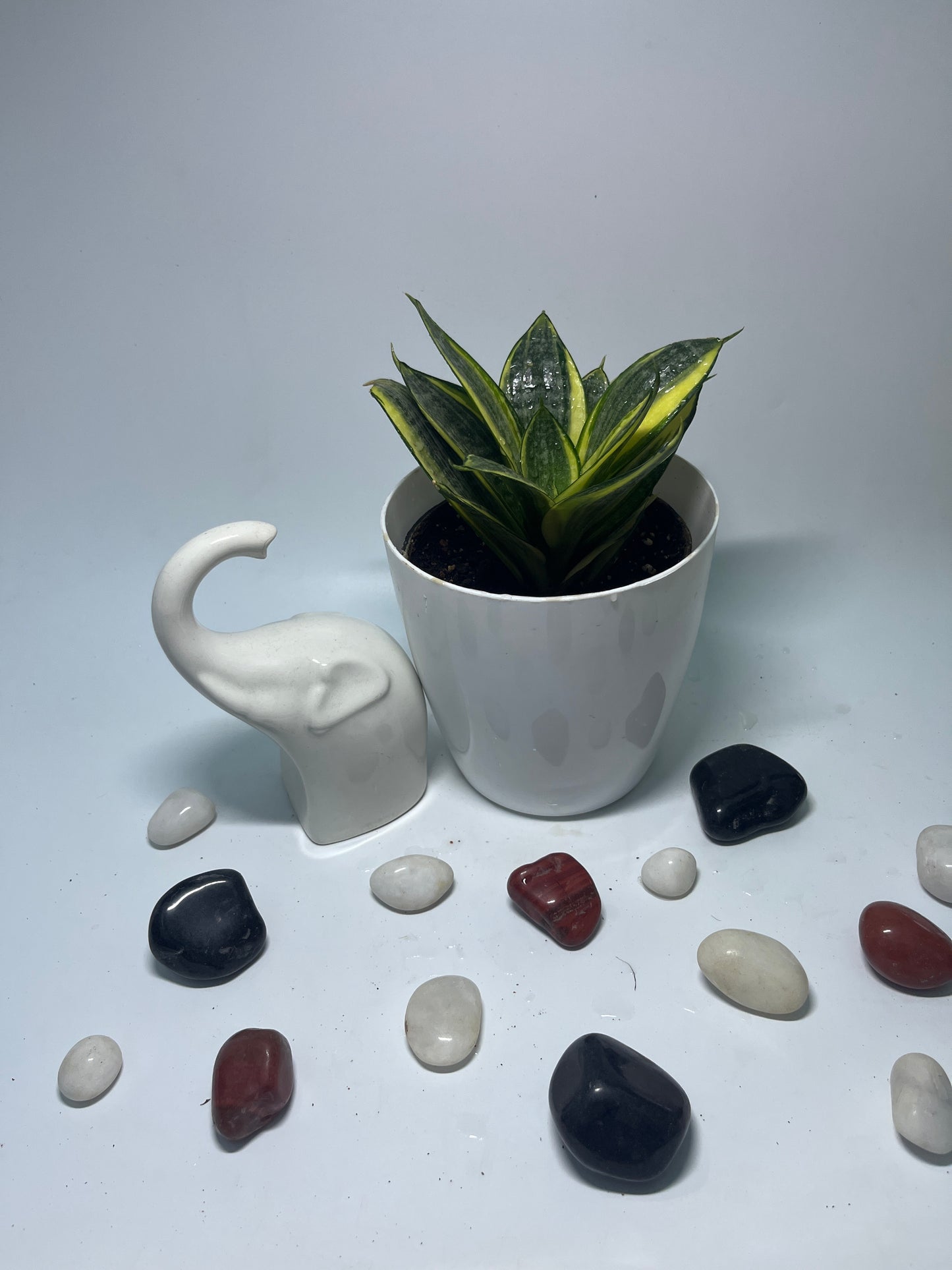SANSEVIERIA LOTUS HAHNII SINGLE