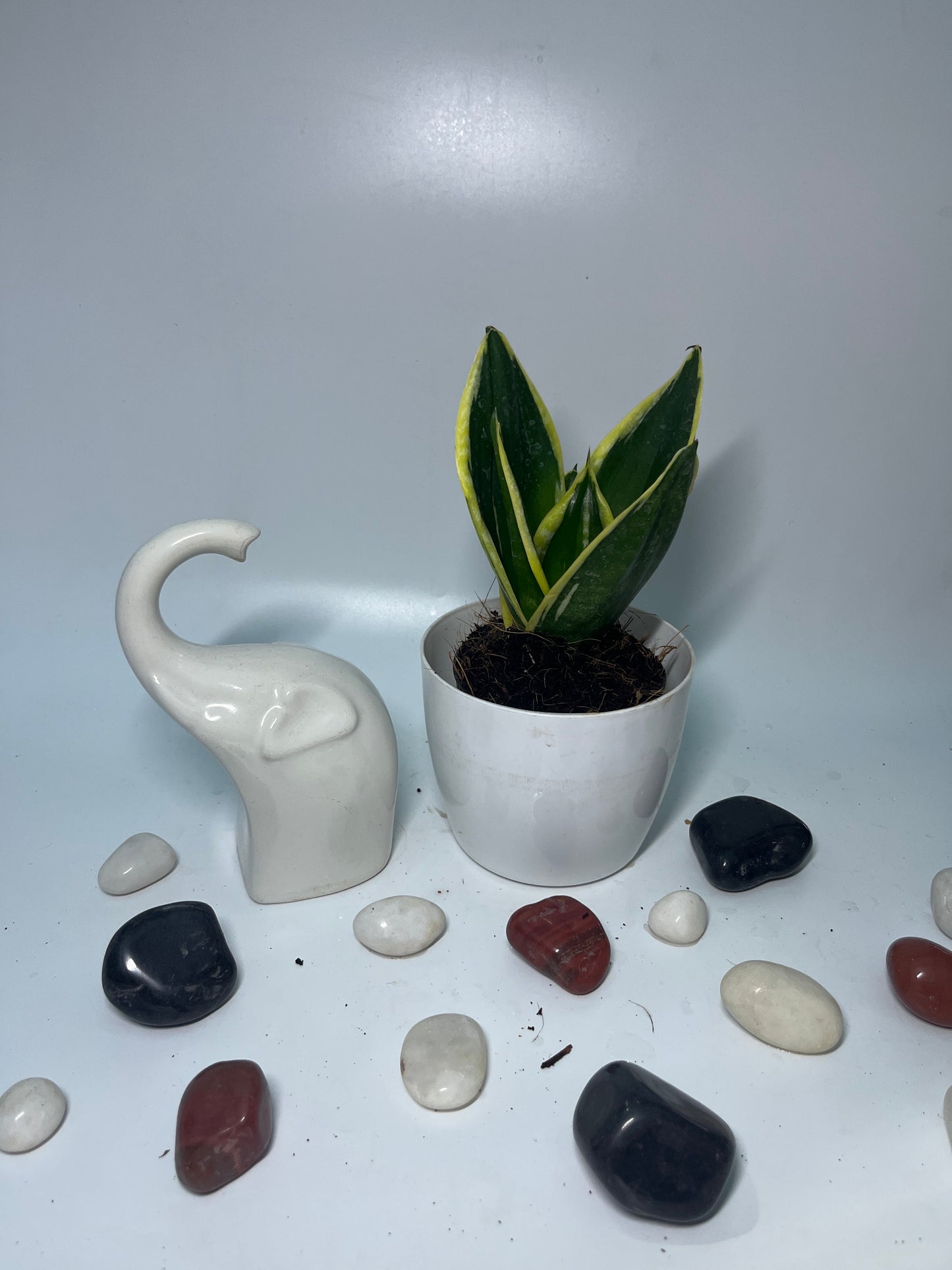 SANSEVIERIA GOLDENSingle