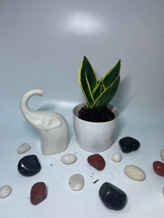 SANSEVIERIA GOLDENSingle