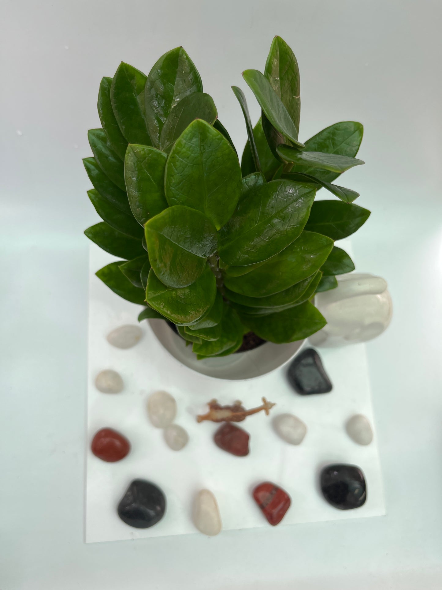 ZZ Plant