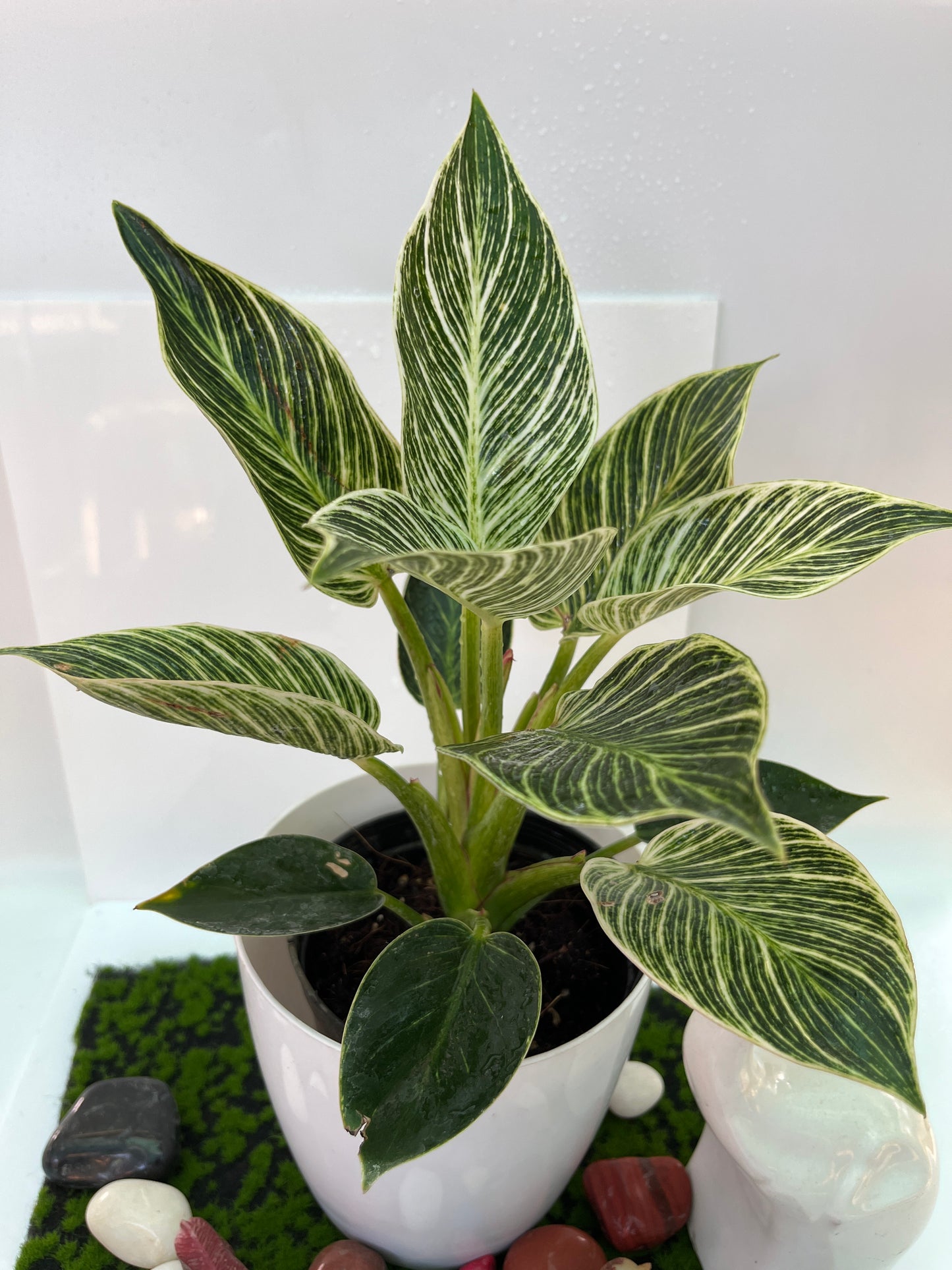 Philodendron Birkin