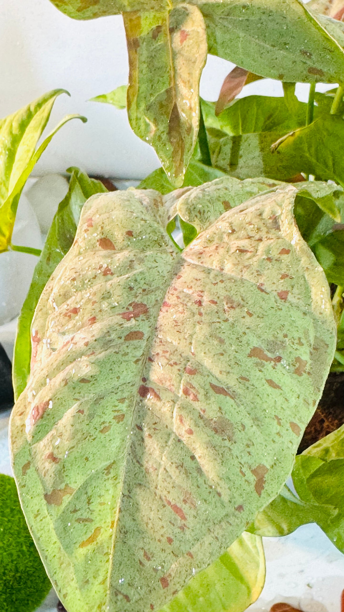 Money Plant