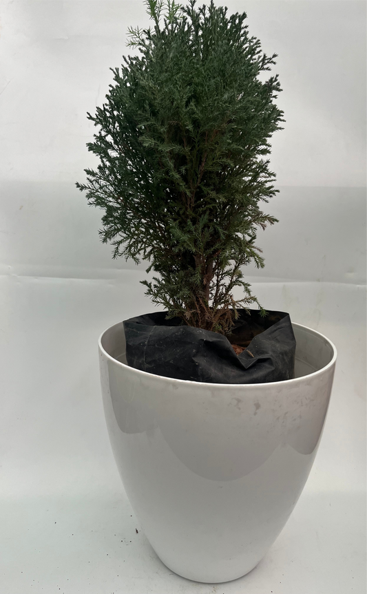 Thai Cypress