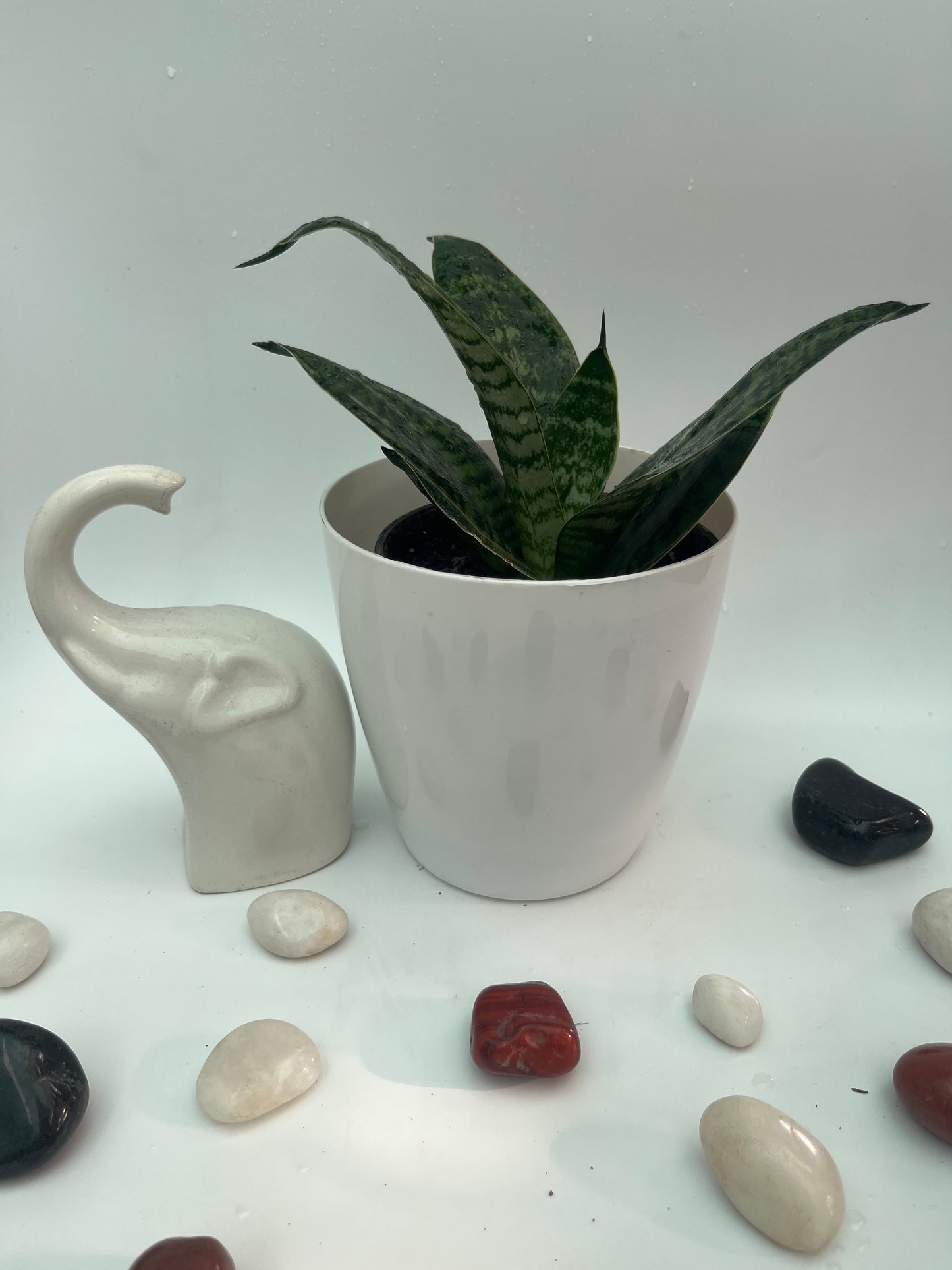SANSEVIERIA GREEN HAHNII SINGLE