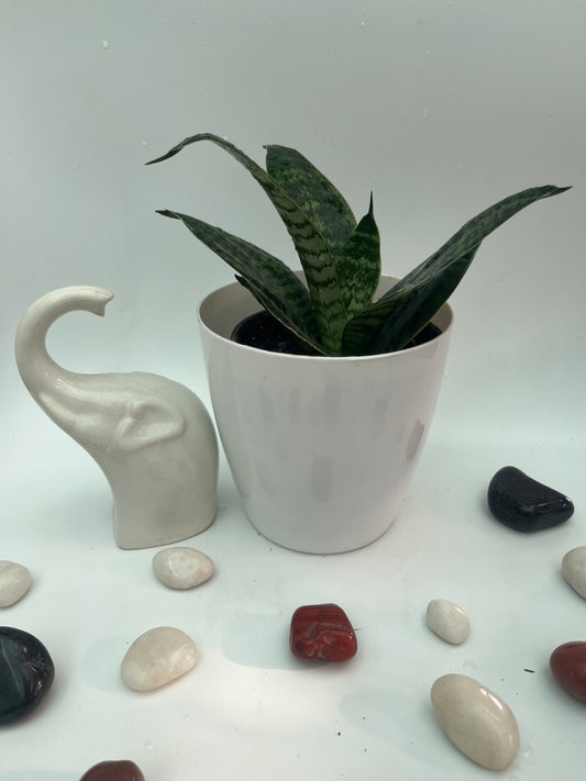 SANSEVIERIA GREEN HAHNII SINGLE
