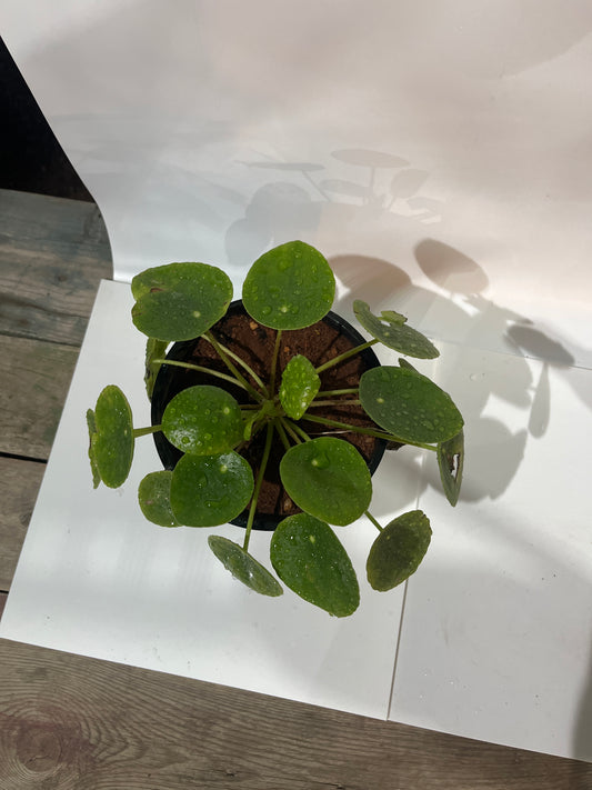 Chinese Money Plant