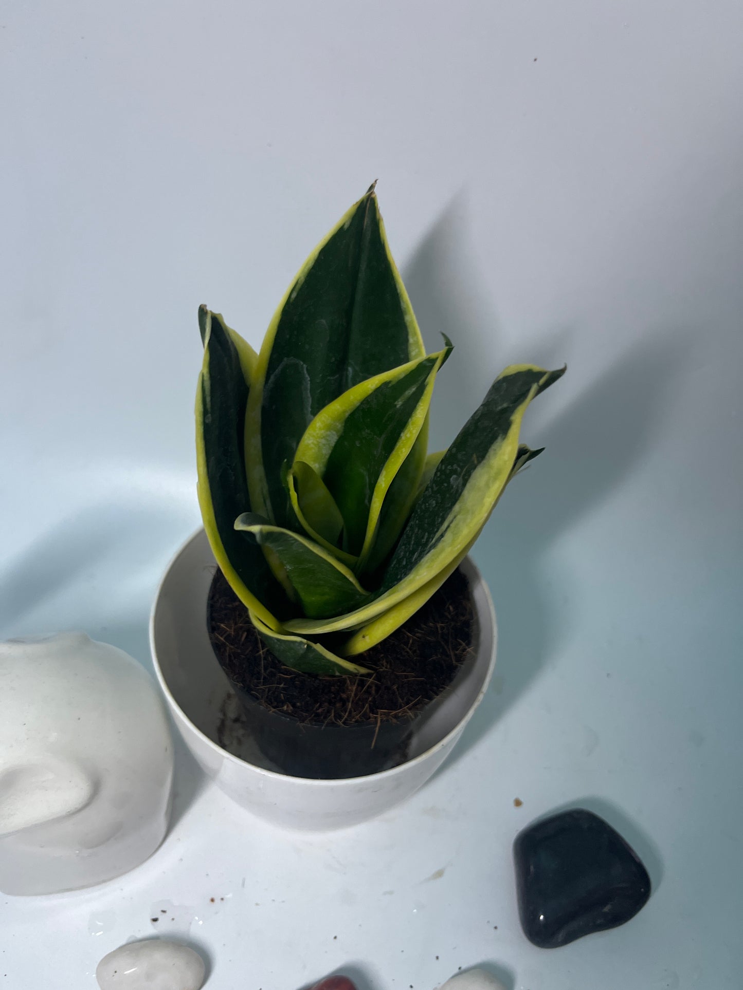 SucculentsSansevieras
