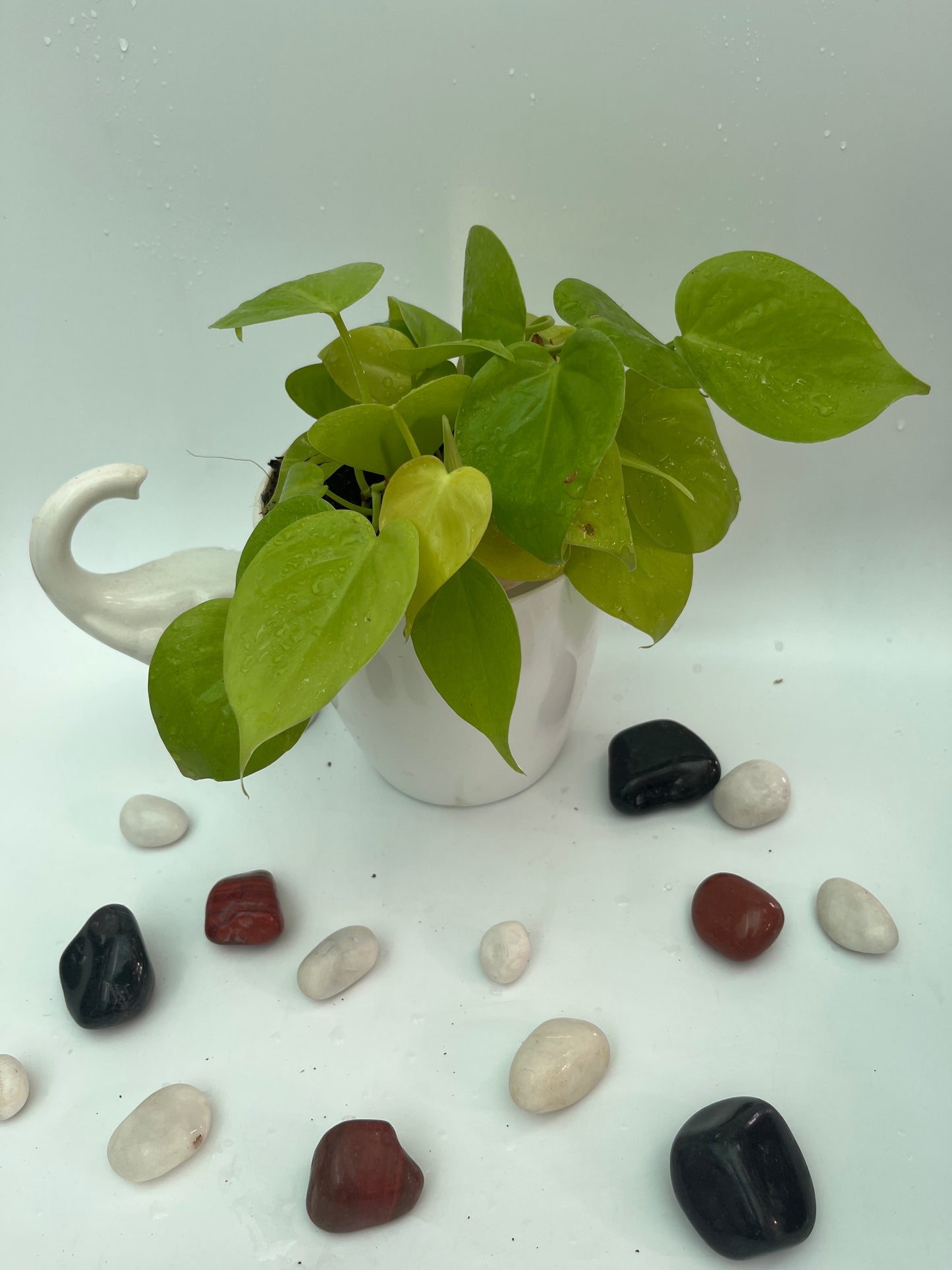PHILODENDRON OXCARDIYAM GOLDEN