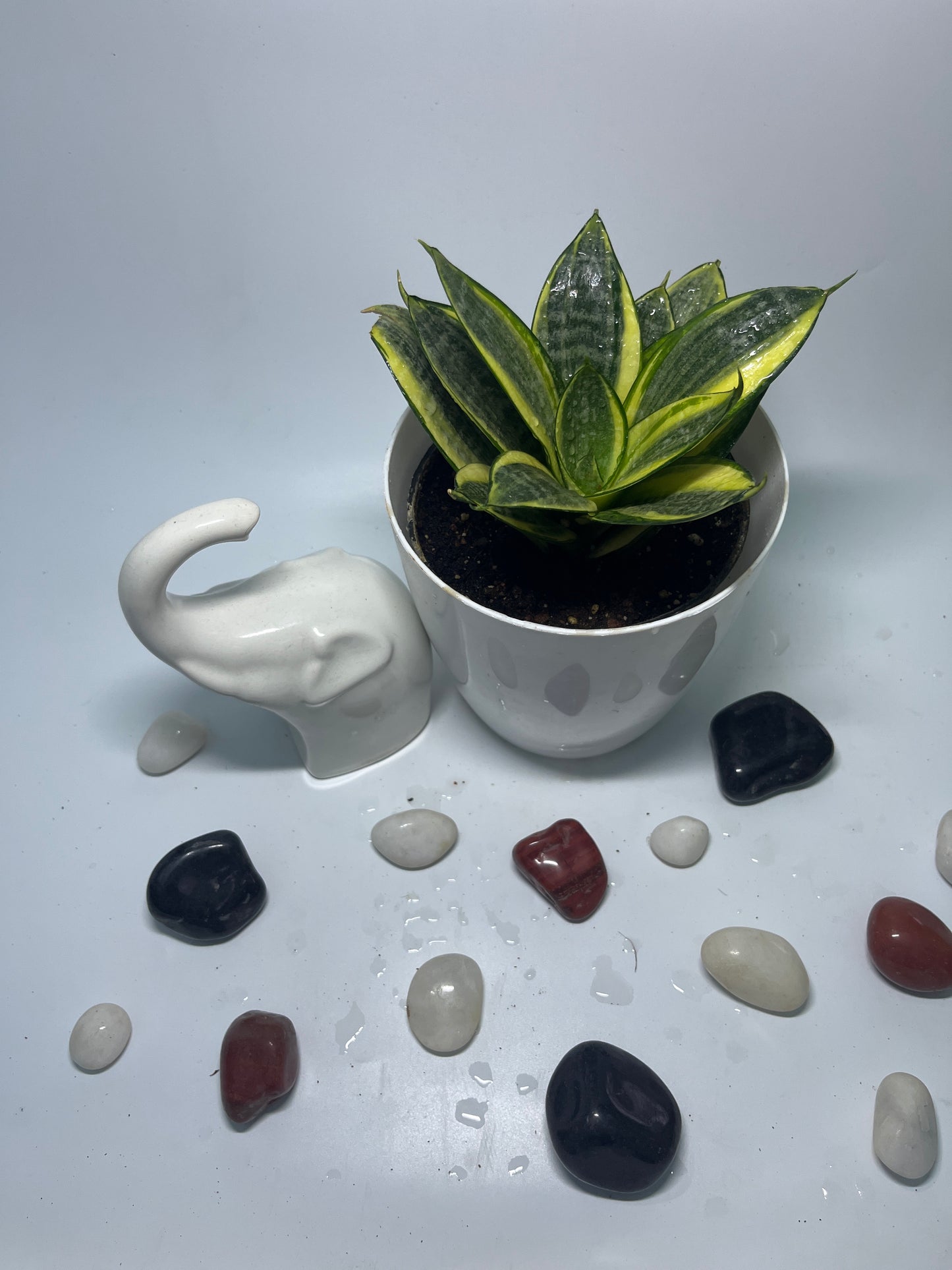 SANSEVIERIA LOTUS HAHNII SINGLE
