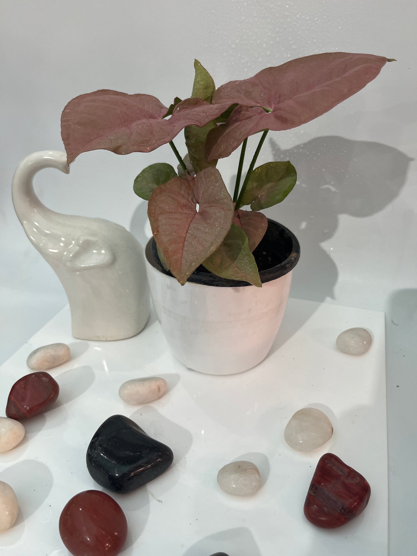 Syngonium pink