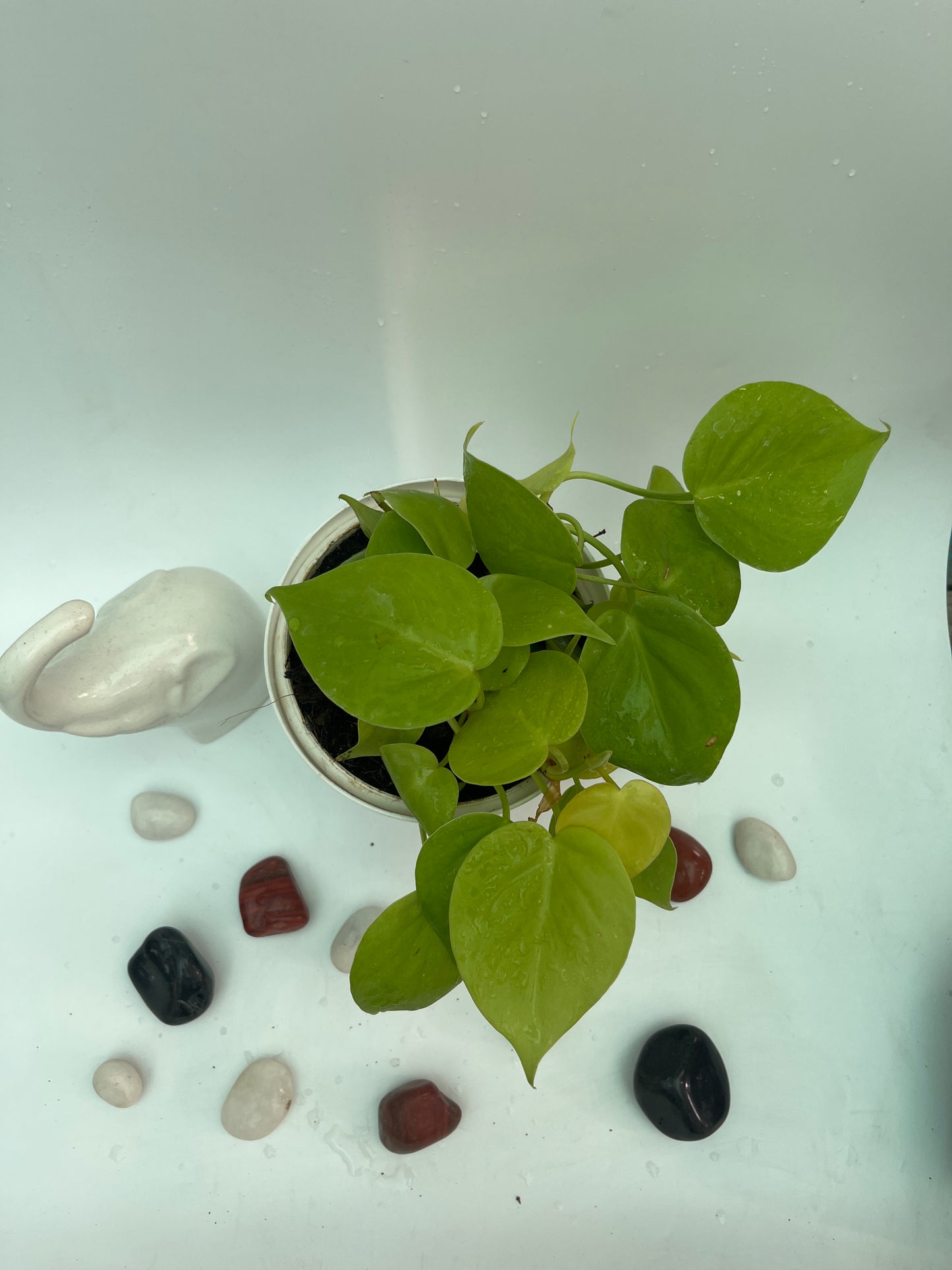 Neon Pothos