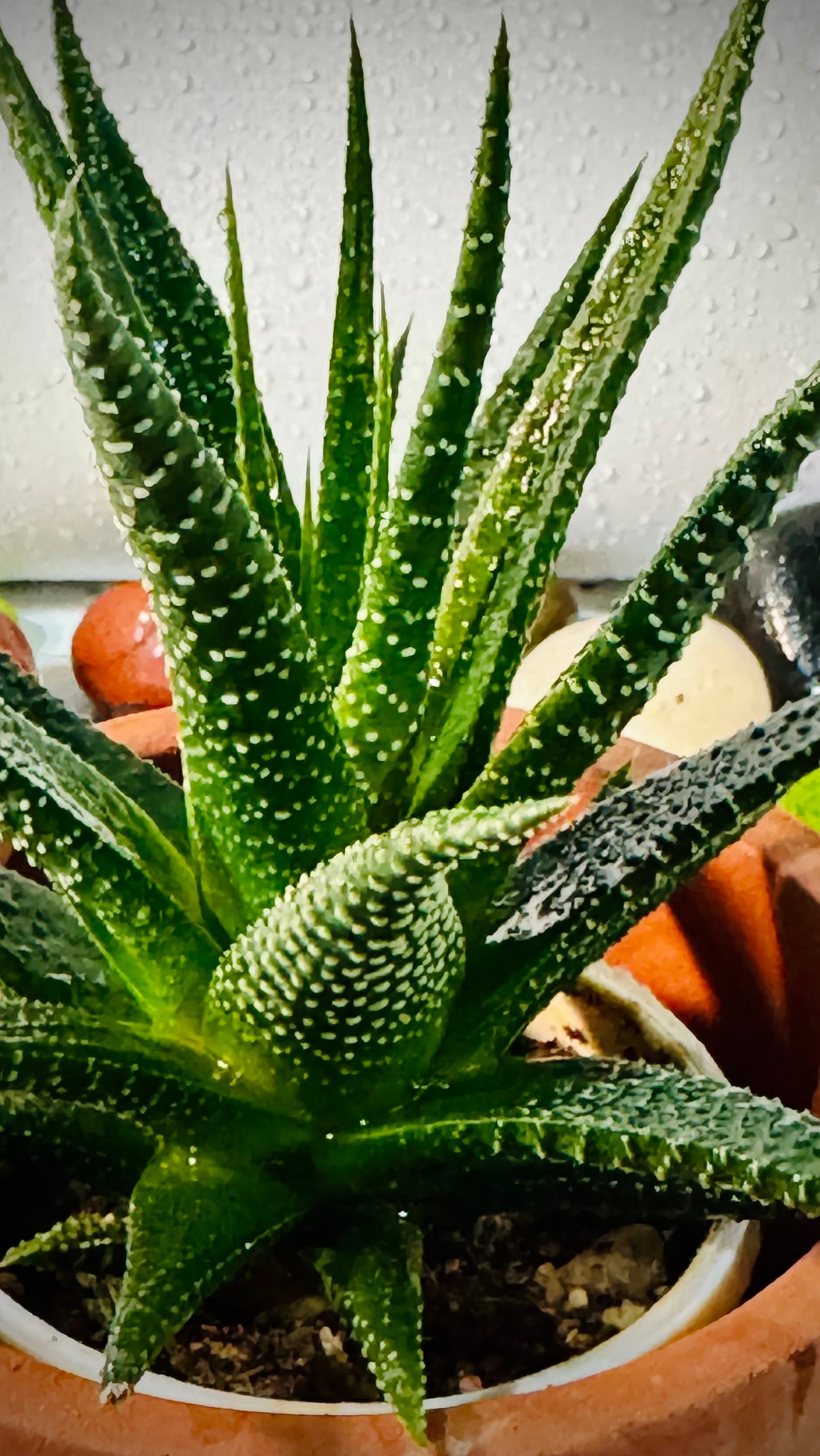 Aloe Vera