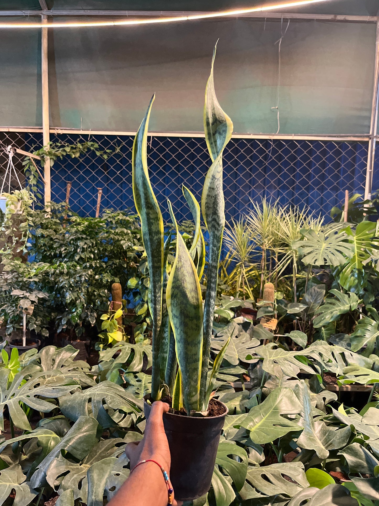 SANSEVIERIA LAURENTIL