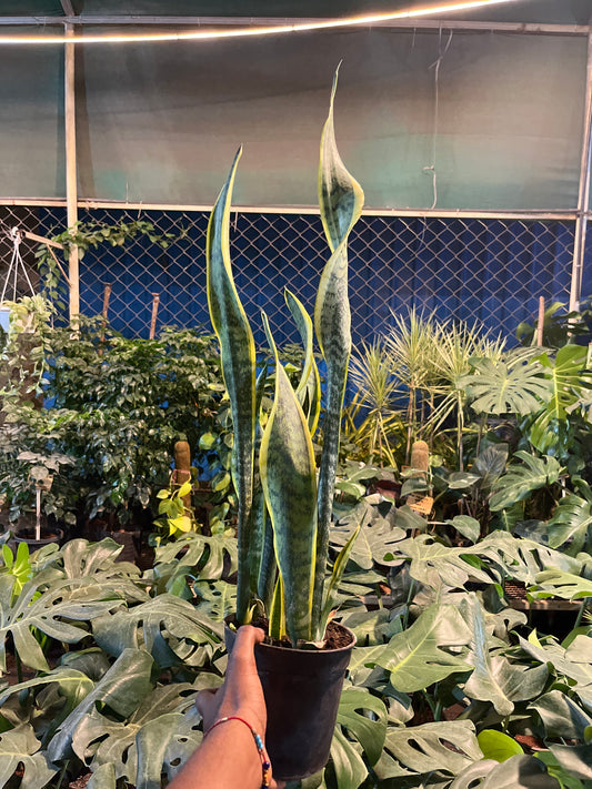 SANSEVIERIA LAURENTIL