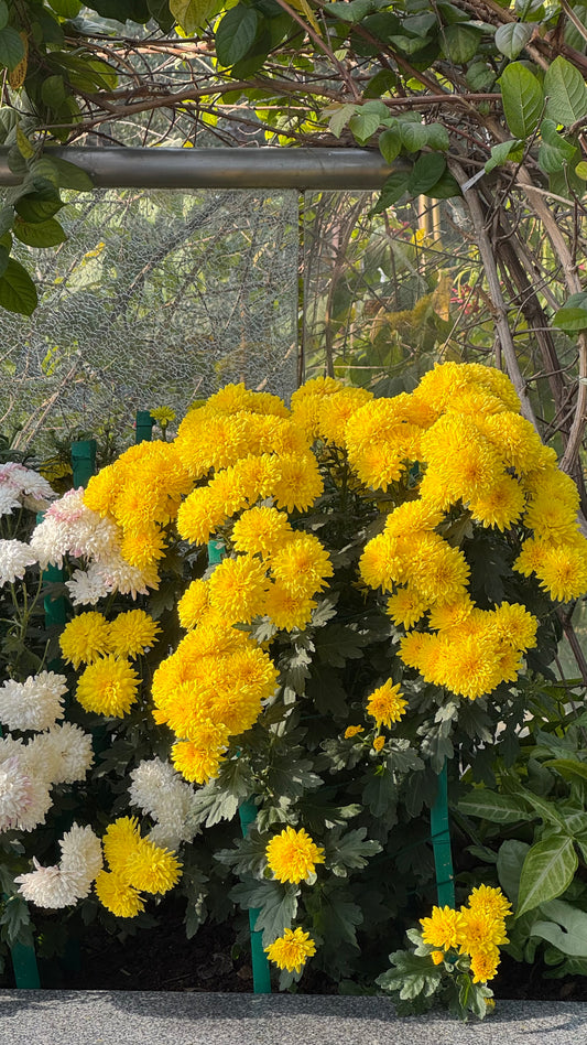 Marigold