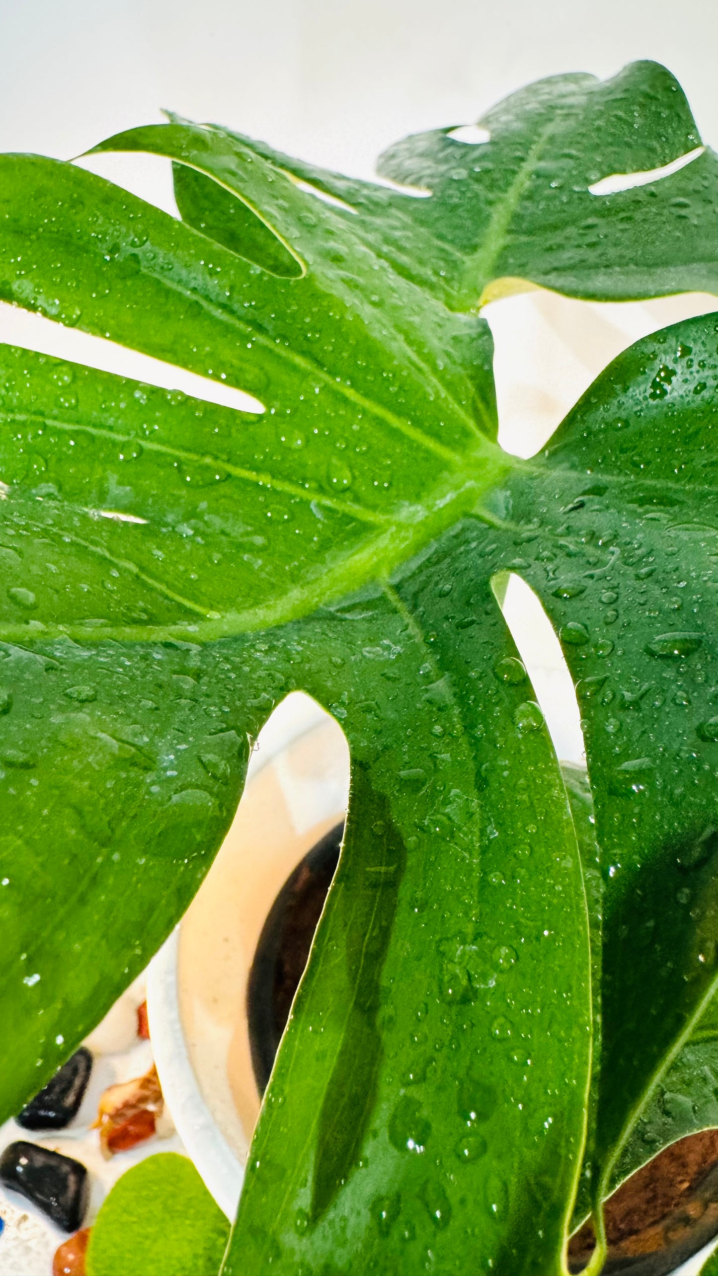 Monstera