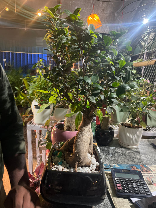Bonsai