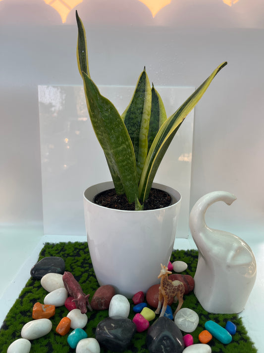 Sansevieria small