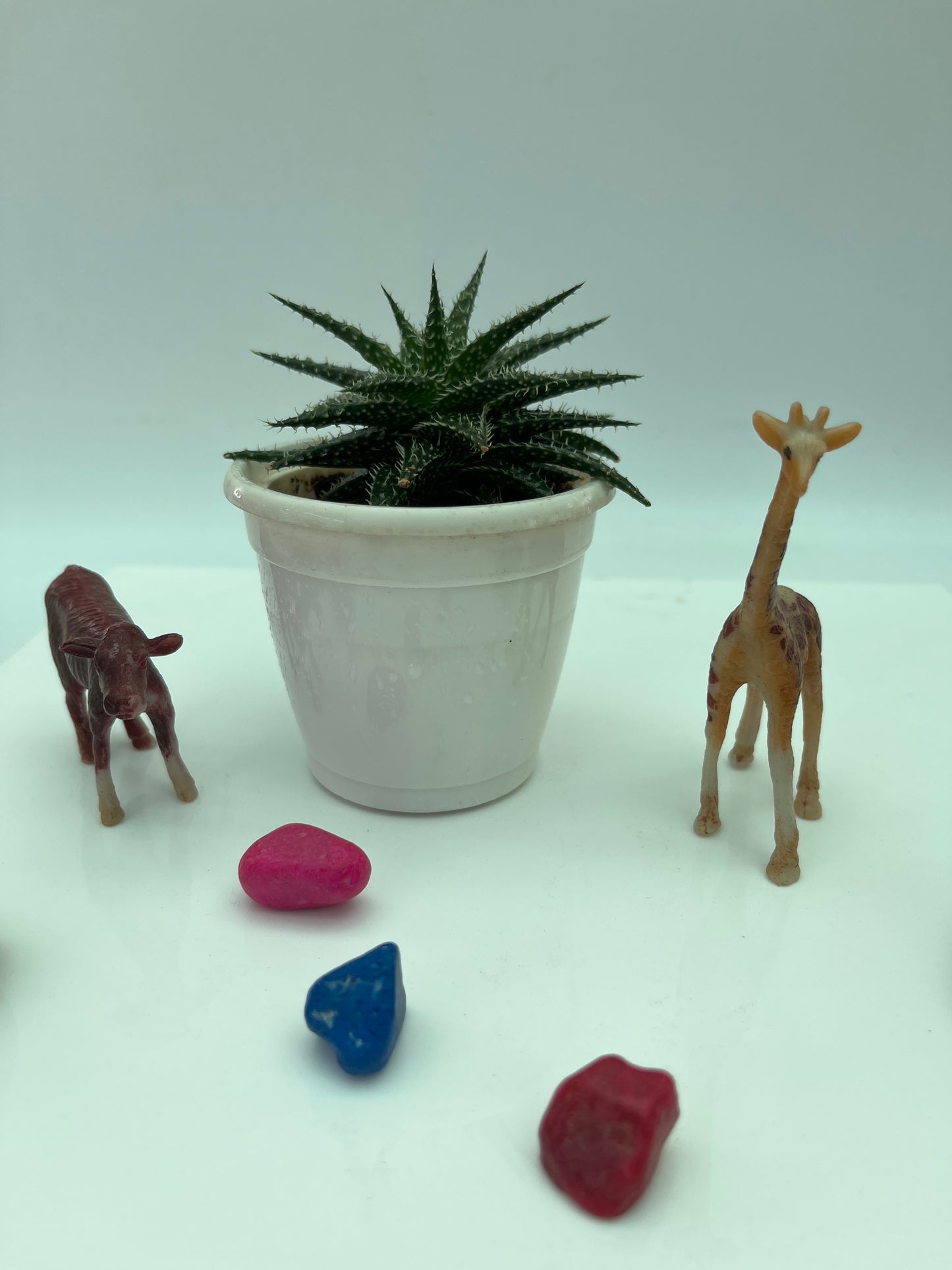 Zebra Cactus
