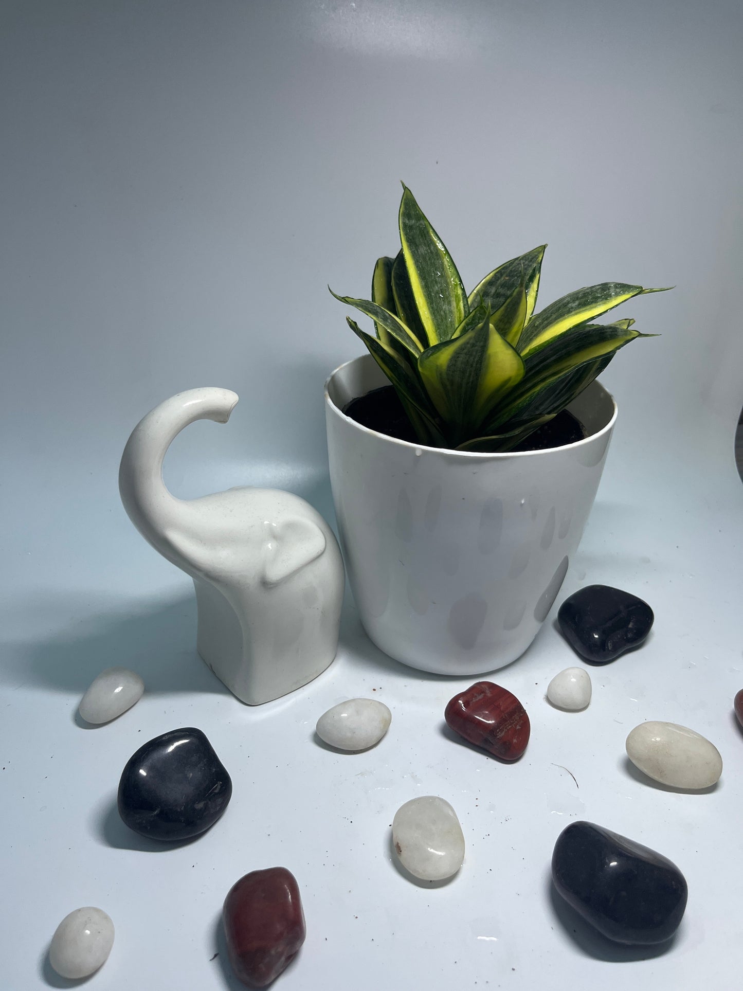 SANSEVIERIA LOTUS HAHNII SINGLE