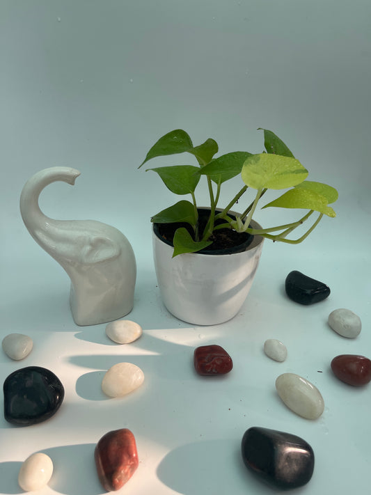 MONEY PLANT NEON