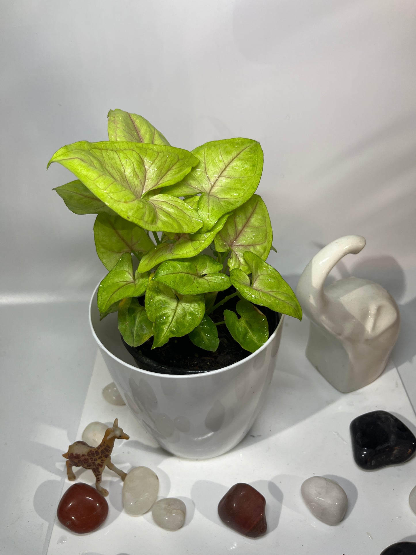 Syngonium neon