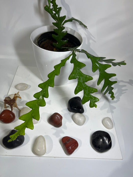 Zigzag Plant