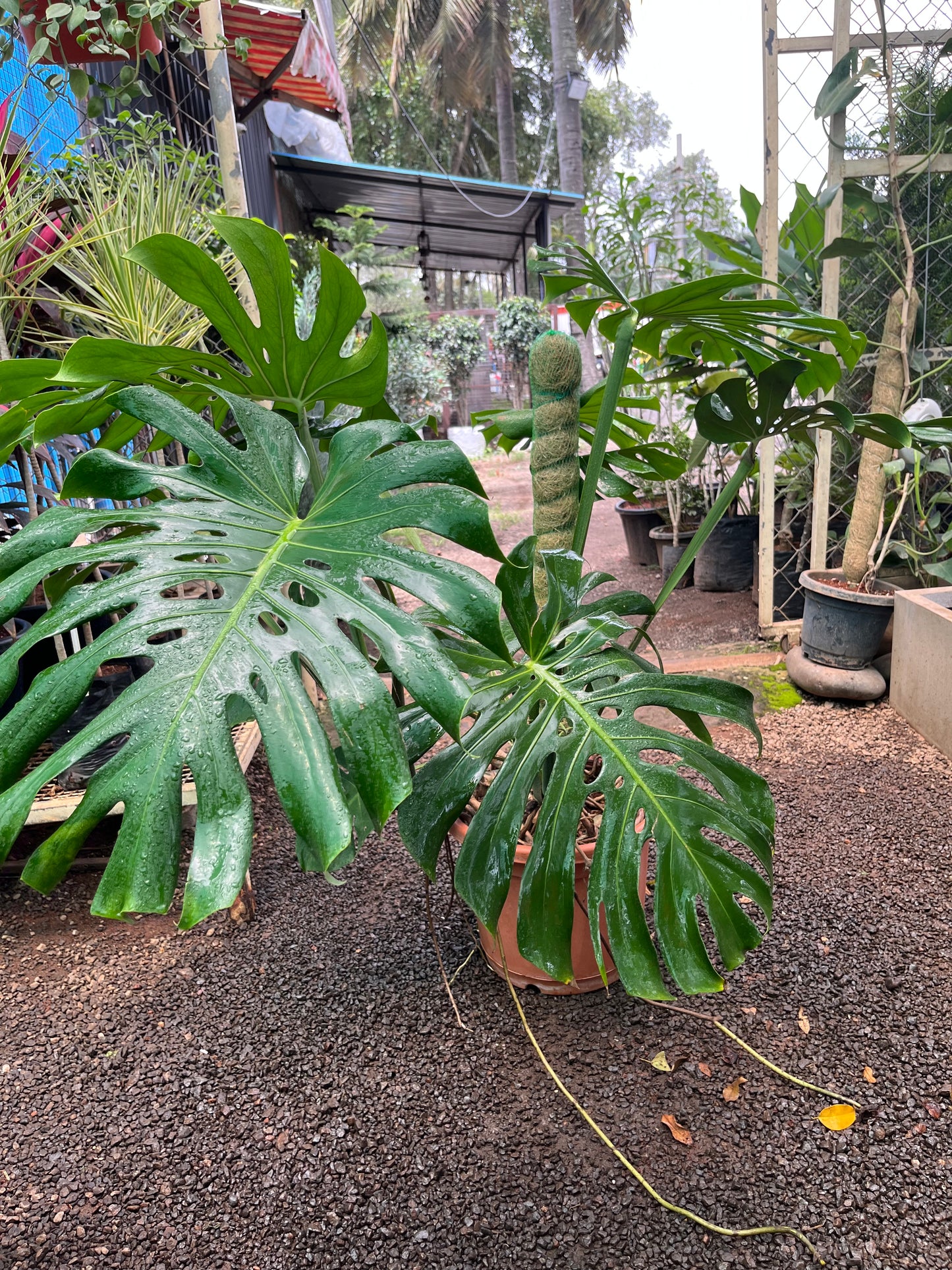 Monstera