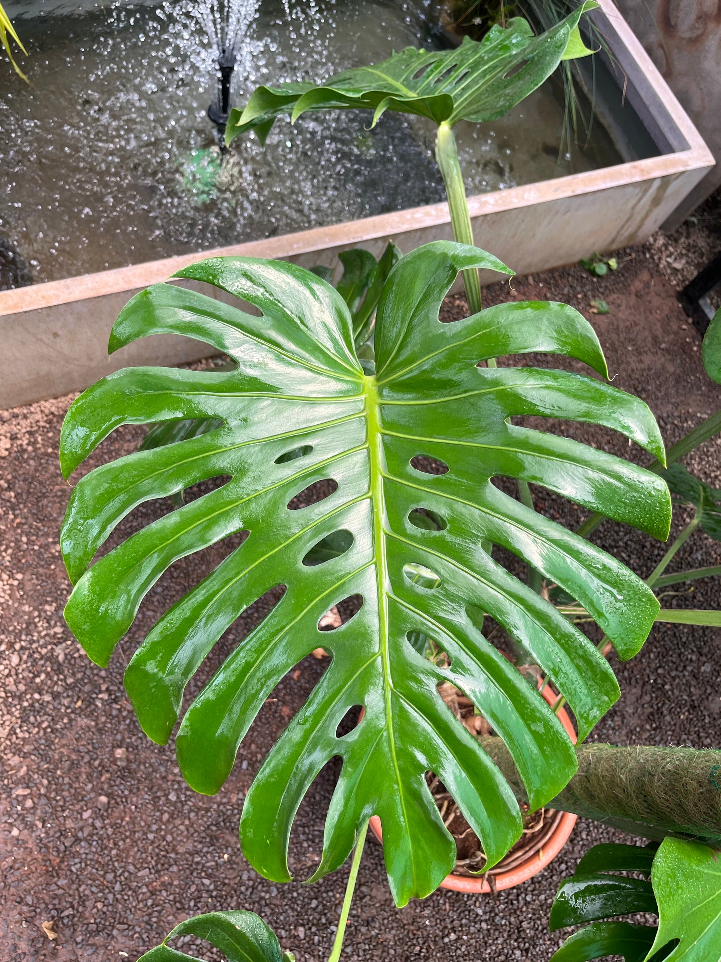 Monstera