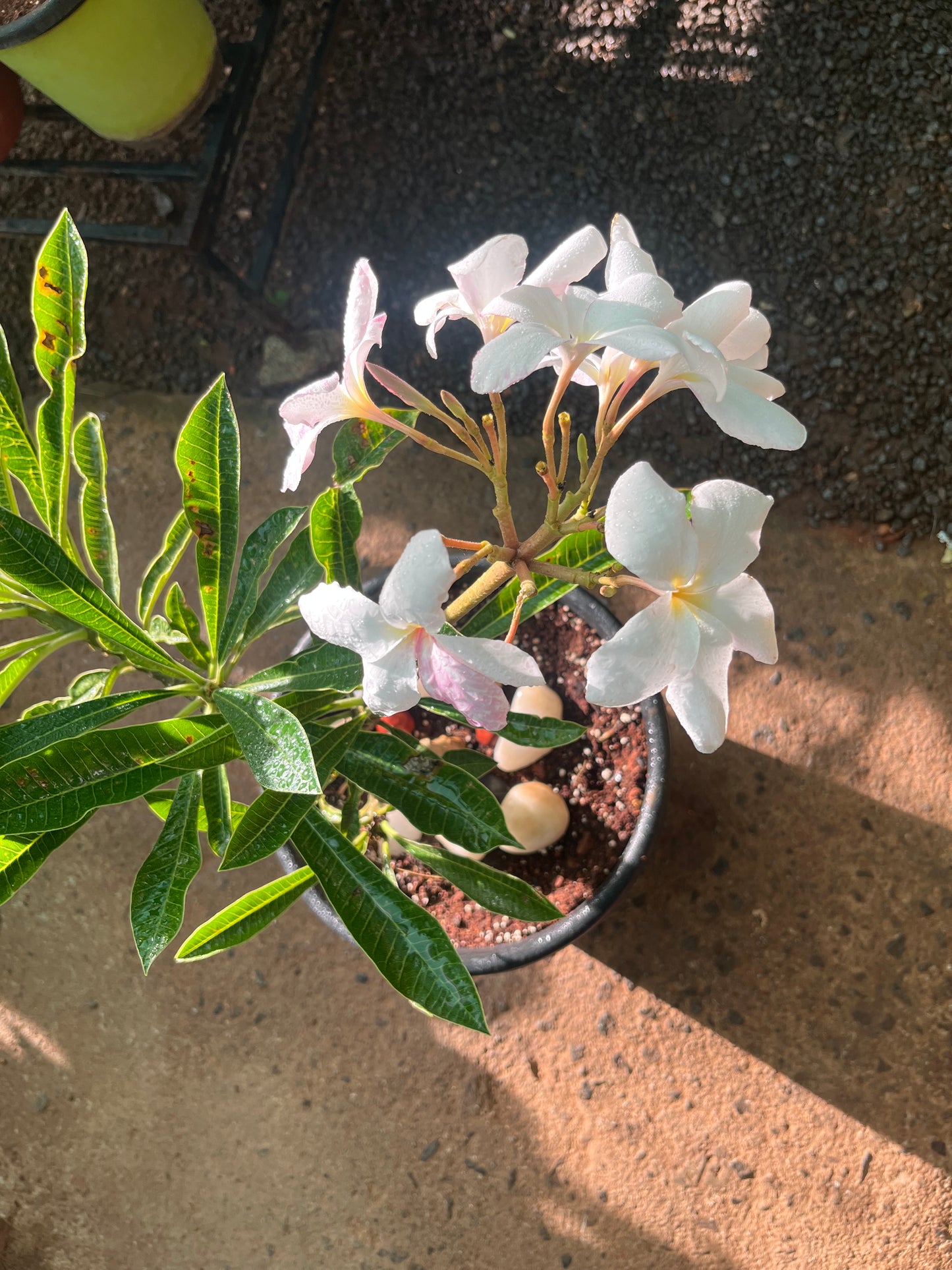 plumeria