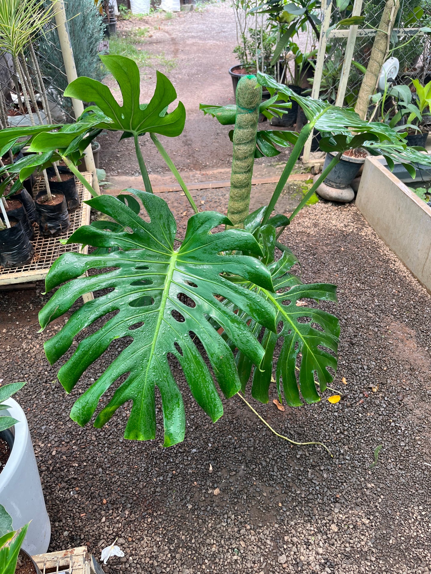 Monstera