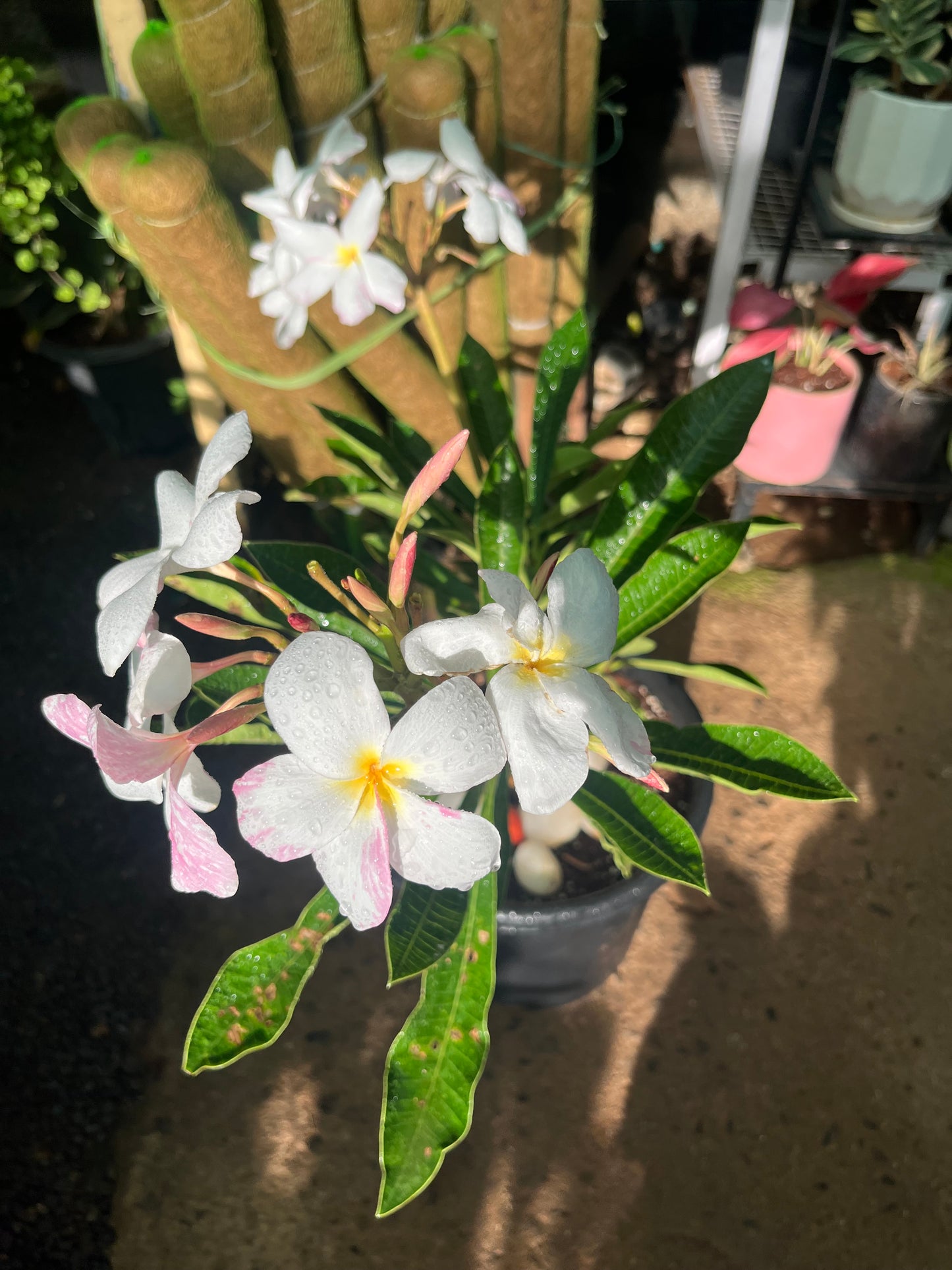 plumeria