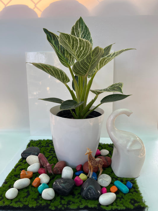 Philodendron Birkin
