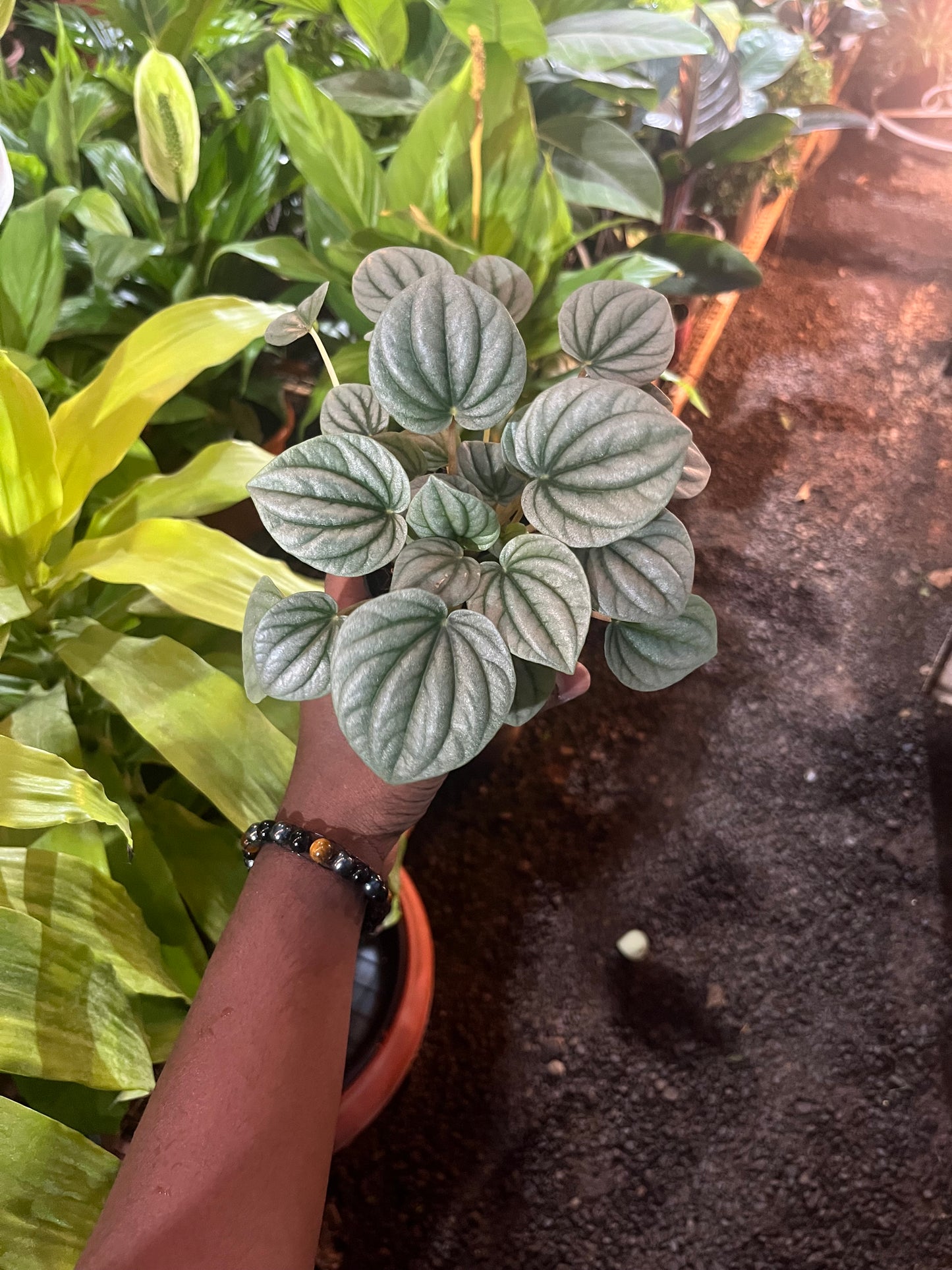 PEPROMIA WATERMELON
