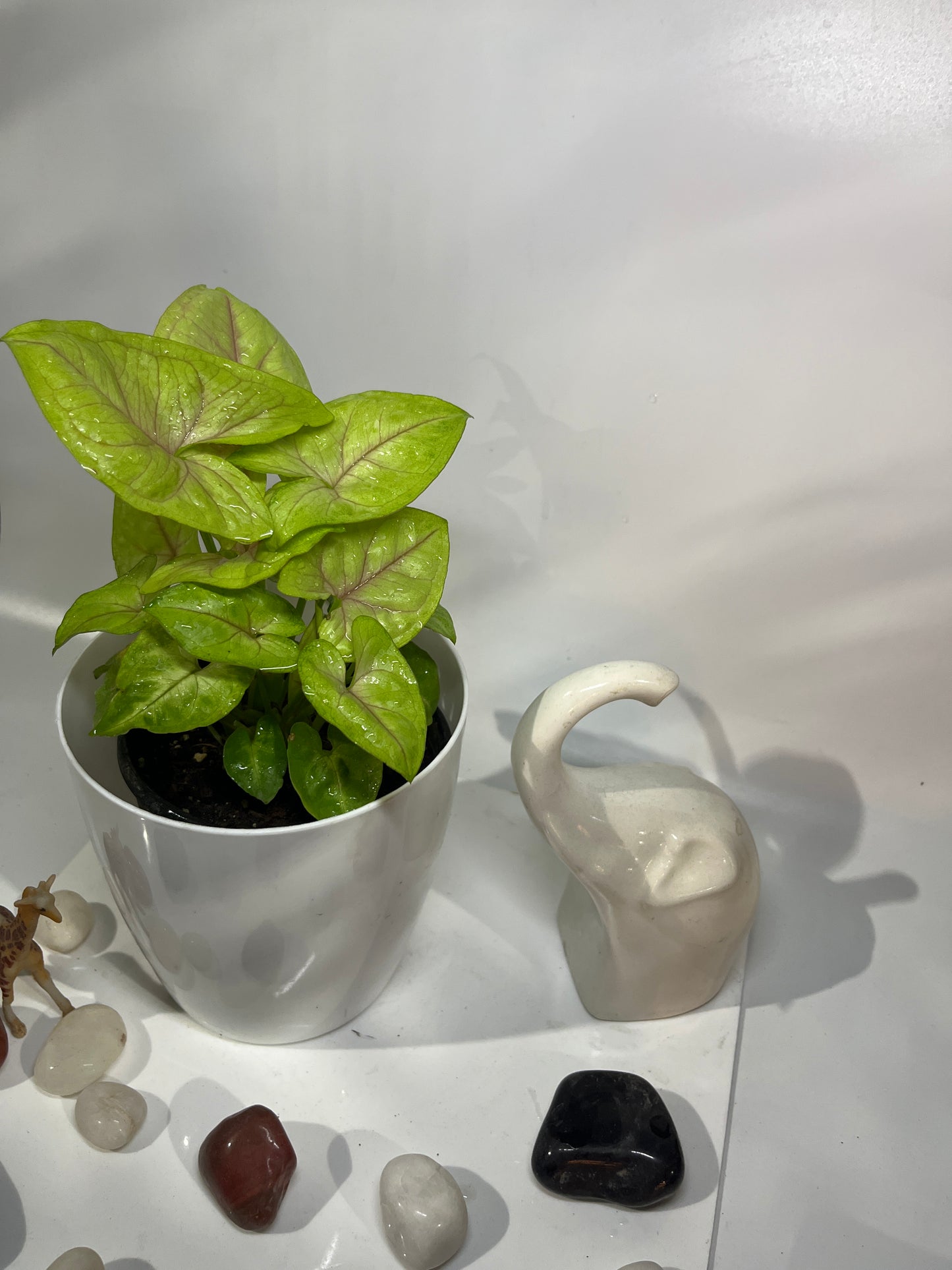 Syngonium neon
