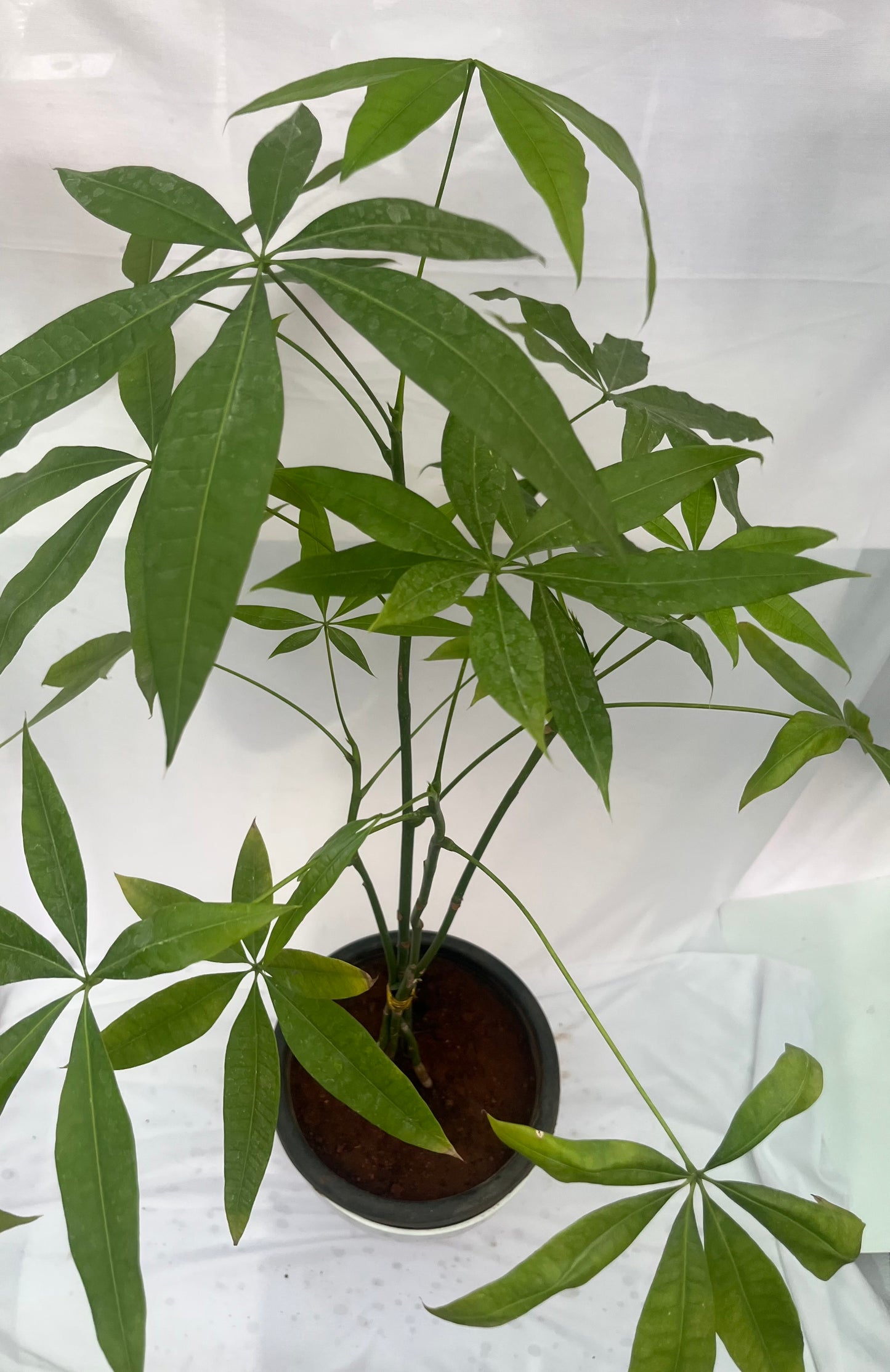 Pachira money plant