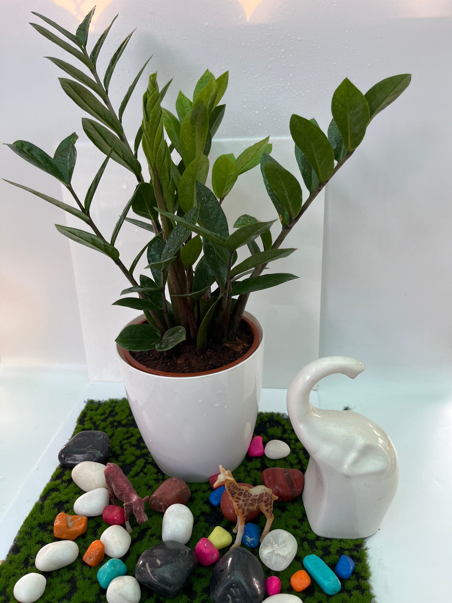 ZAMIOCULCAS