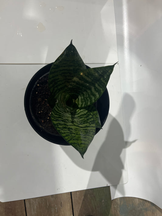 Sanseveria Green Hashmi